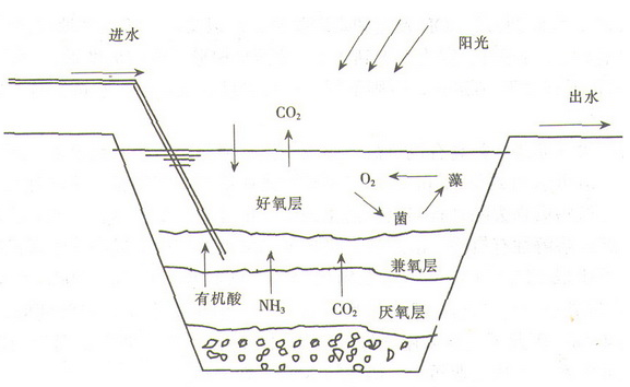 稳定塘结构示意图