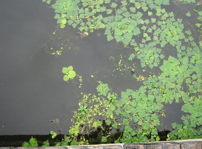 浮水植物和浮水植物群落有哪些