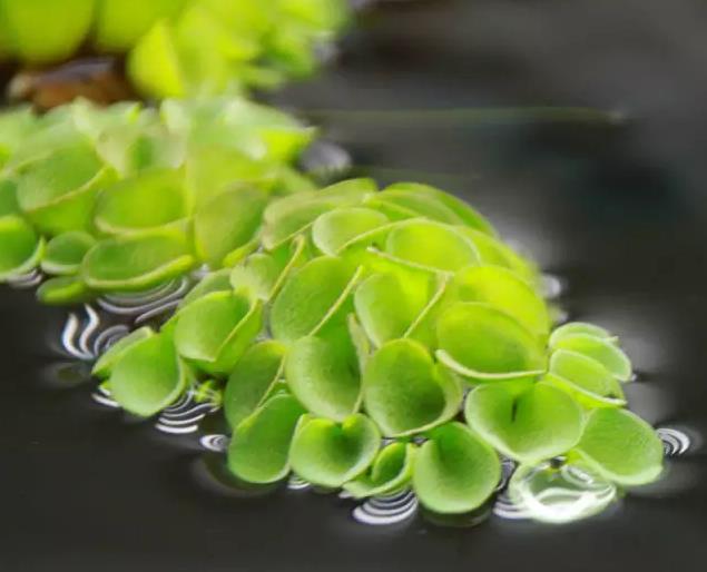 浮水植物之浮萍种类大盘点