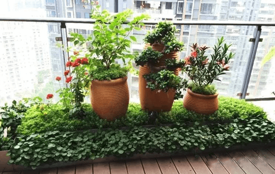 立体绿化——让修建布满活力 立体绿化——让修建布满活力