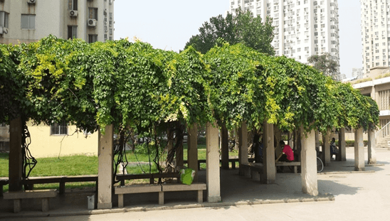 立体绿化——让修建布满活力 立体绿化——让修建布满活力