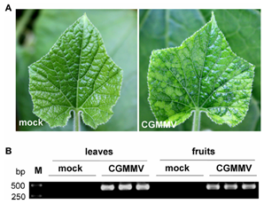 被黄瓜绿斑驳花叶病毒感染的葫芦叶片和果实中vsiRNAs 表达谱不同