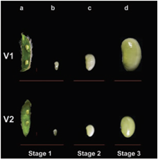 用转录组分析识别控制大豆种子形成和大小的调控网络与核心基因