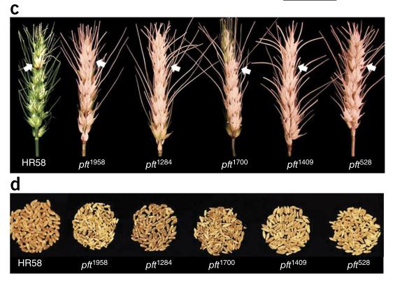 小麦抗赤霉病基因Fhb1基因，编码带有凝集素结构域以及类毒素成孔结构域的嵌合凝集素