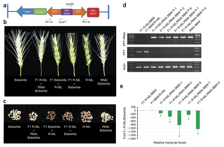 小麦抗赤霉病基因Fhb1基因，编码带有凝集素结构域以及类毒素成孔结构域的嵌合凝集素