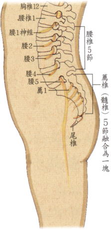 "小孩儿没腰" 腰就不能疼吗?