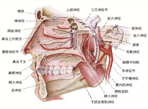 口角主要包括上唇动脉和下唇动脉