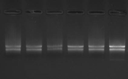 实时荧光定量服务（QRT-PCR）