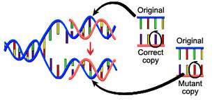 载体构建及DNA操作分子服务