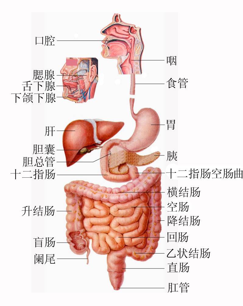 图人体消化系统结构图