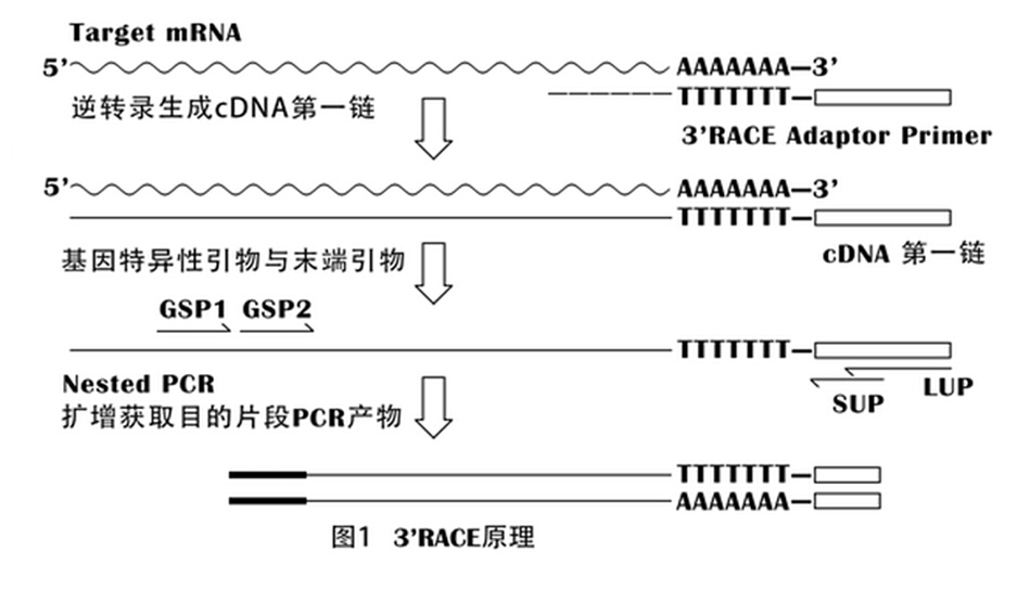 技术路线   我们采用clontech和invitrogen公司race技术进行基因3"和