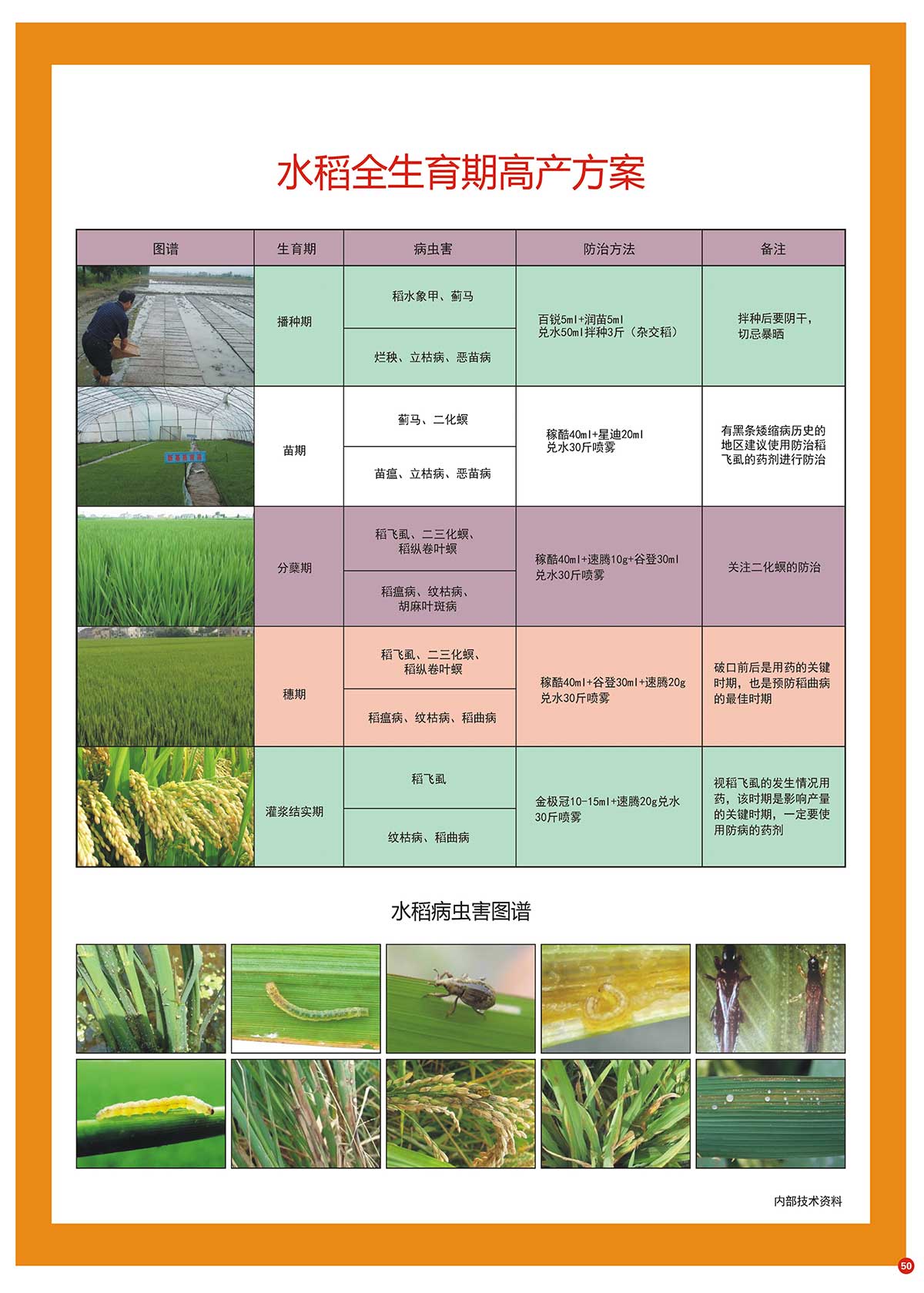 水稻全生育期高產方案