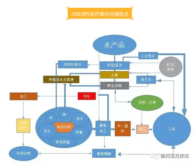 【科普】耐药性及耐药菌传播途径