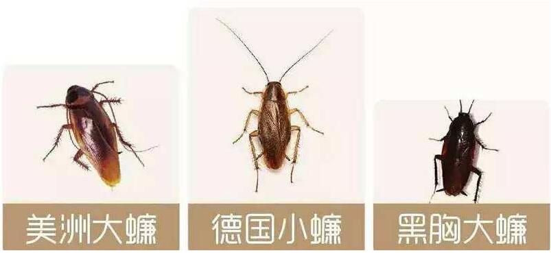 除蟑螂公司的三种灭除德国小蠊蟑螂方法