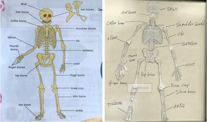 1还原的人体骨架,在同学们的拼接下,科学知识和英语单词,双管齐下