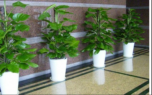 坤石园林绿化告诉你关于办公室植物摆放的禁忌