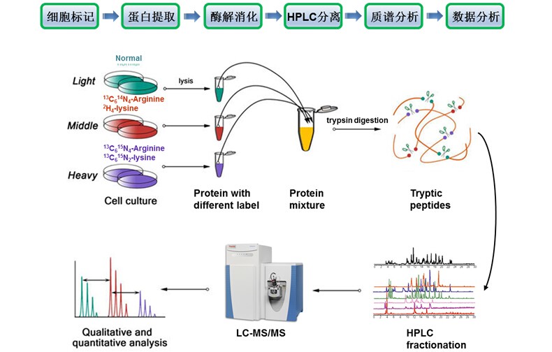 silac定量蛋白质组学分析