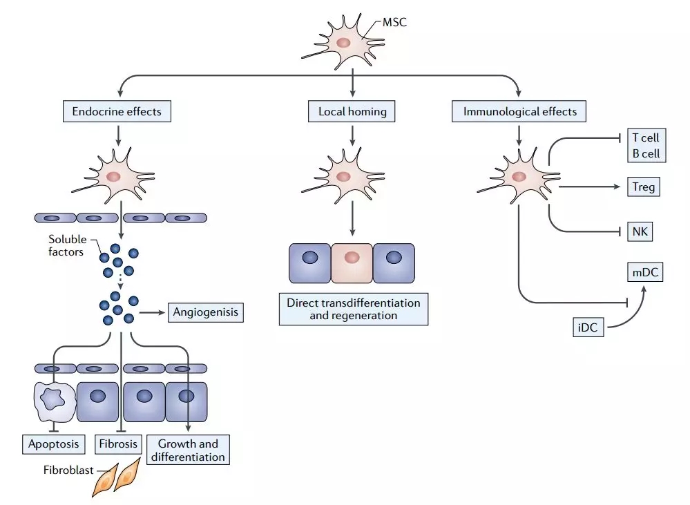 间充质干细胞的信号通路(图片来源:《nature reviews materials》)