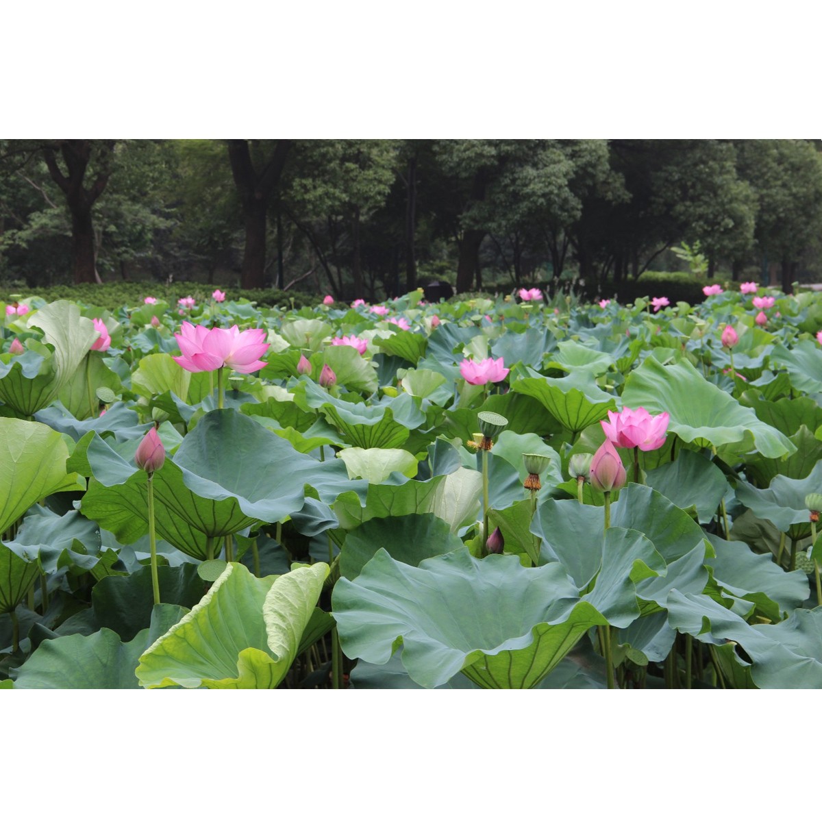 莲花