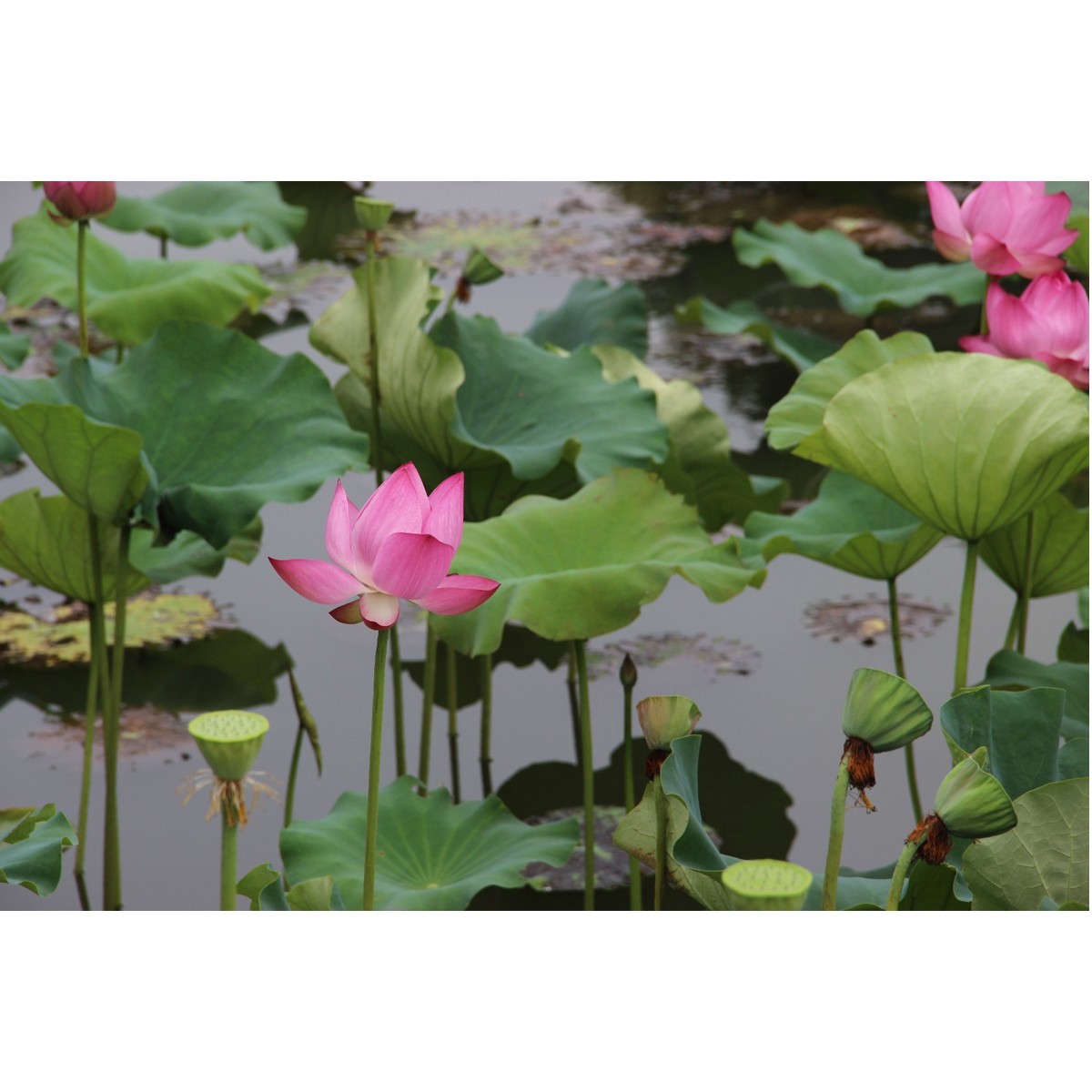 莲花