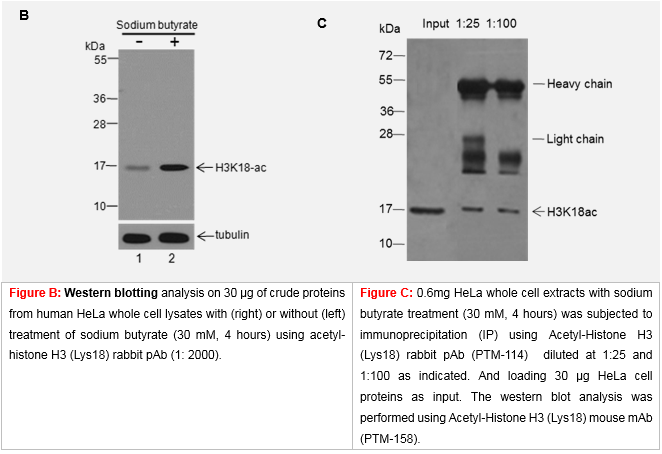 anti-acetyl-histone h3 (lys18) rabbit pab