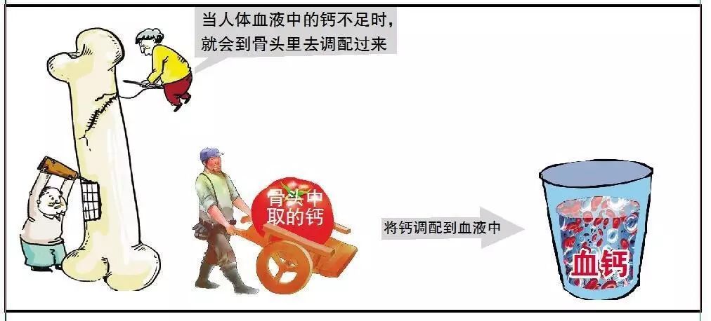 钙在人体中的生理功能