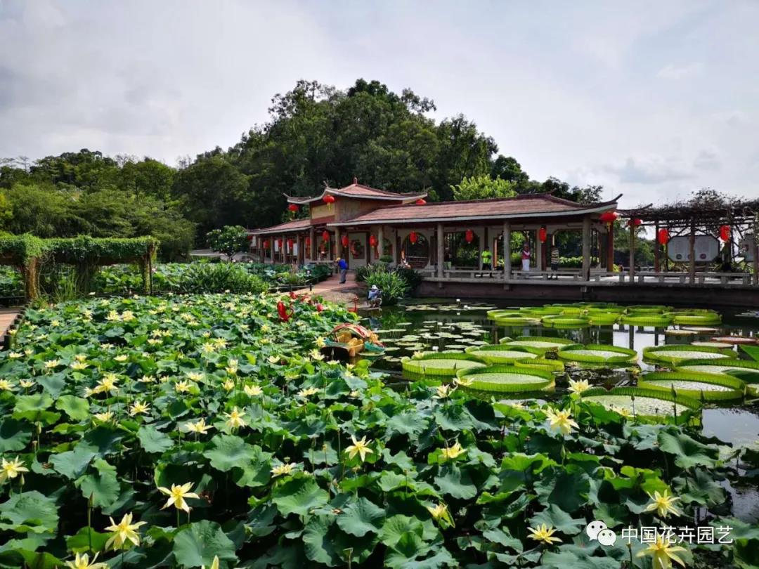 六月莲荷艳 番禺莲花山赏新景——第34届全国荷花展览