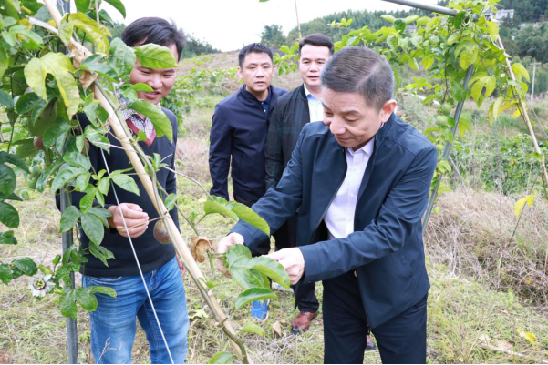 (图7:鲲鹏资本董事长,党支部书记彭鸿林一行实地了解扶贫产业—百香