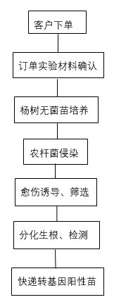 杨树遗传转化
