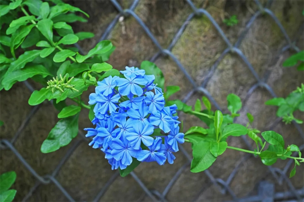 美若天仙·蓝雪花，不仅在植物界C位出道，还是个爆花王者！