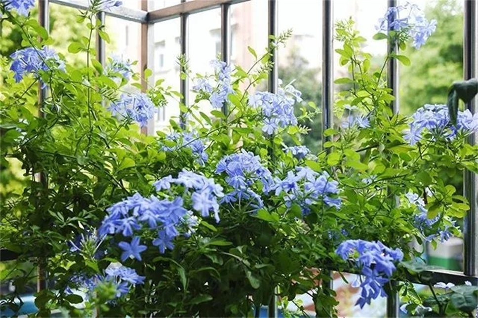 美若天仙·蓝雪花，不仅在植物界C位出道，还是个爆花王者！