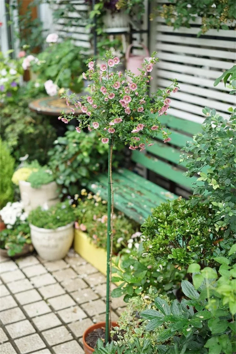 3年，她在上海40平米花园里，用花草编织了一个粉色的花园梦