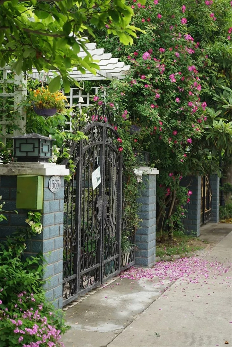 3年，她在上海40平米花园里，用花草编织了一个粉色的花园梦