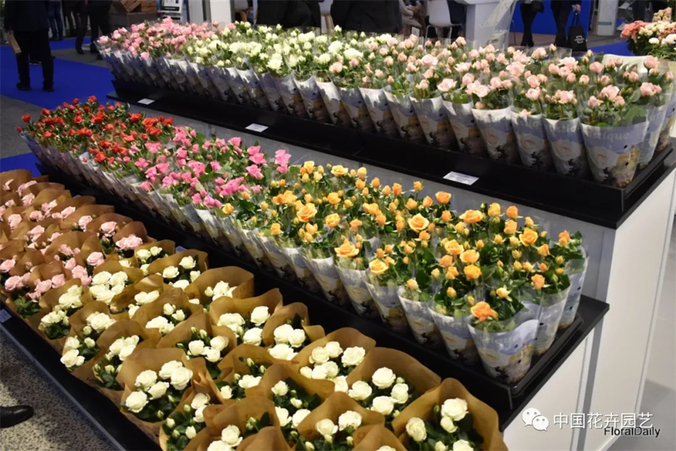 海量图片（60张）带你亲临荷兰国际花卉园艺展（IFTF）疫情后首秀 | 每周国际花讯