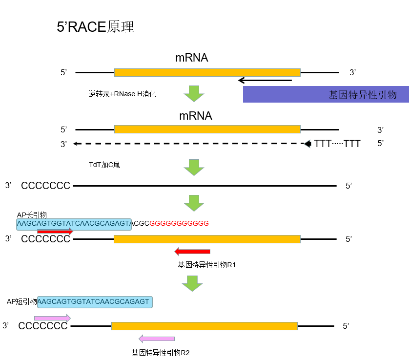 cDNA末端快速扩增技术（race）