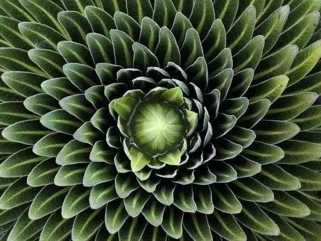 植物中的几何之美