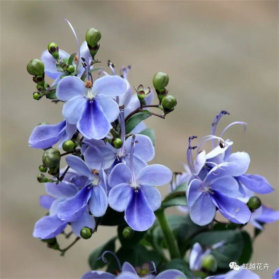 清新梦幻，一年开花300天的“蓝色蝴蝶”究竟有多可爱？