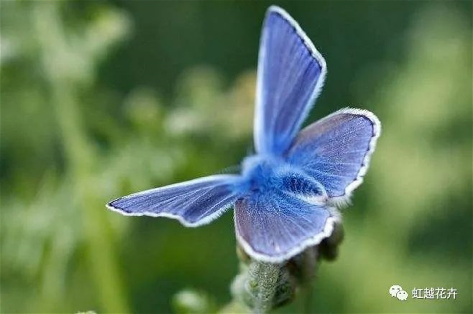 清新梦幻，一年开花300天的“蓝色蝴蝶”究竟有多可爱？