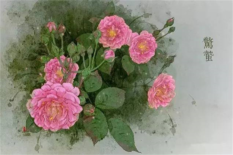 24节气 · 专属花卉植物，四季芳香！