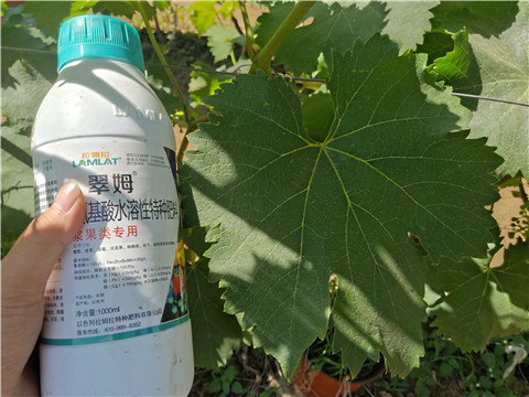 新疆葡萄前期管理经验 新疆葡萄前期管理经验