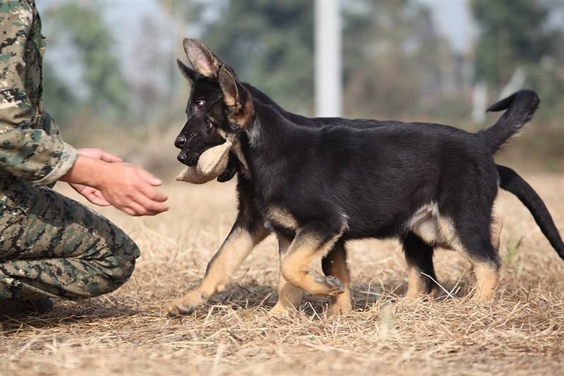 训犬