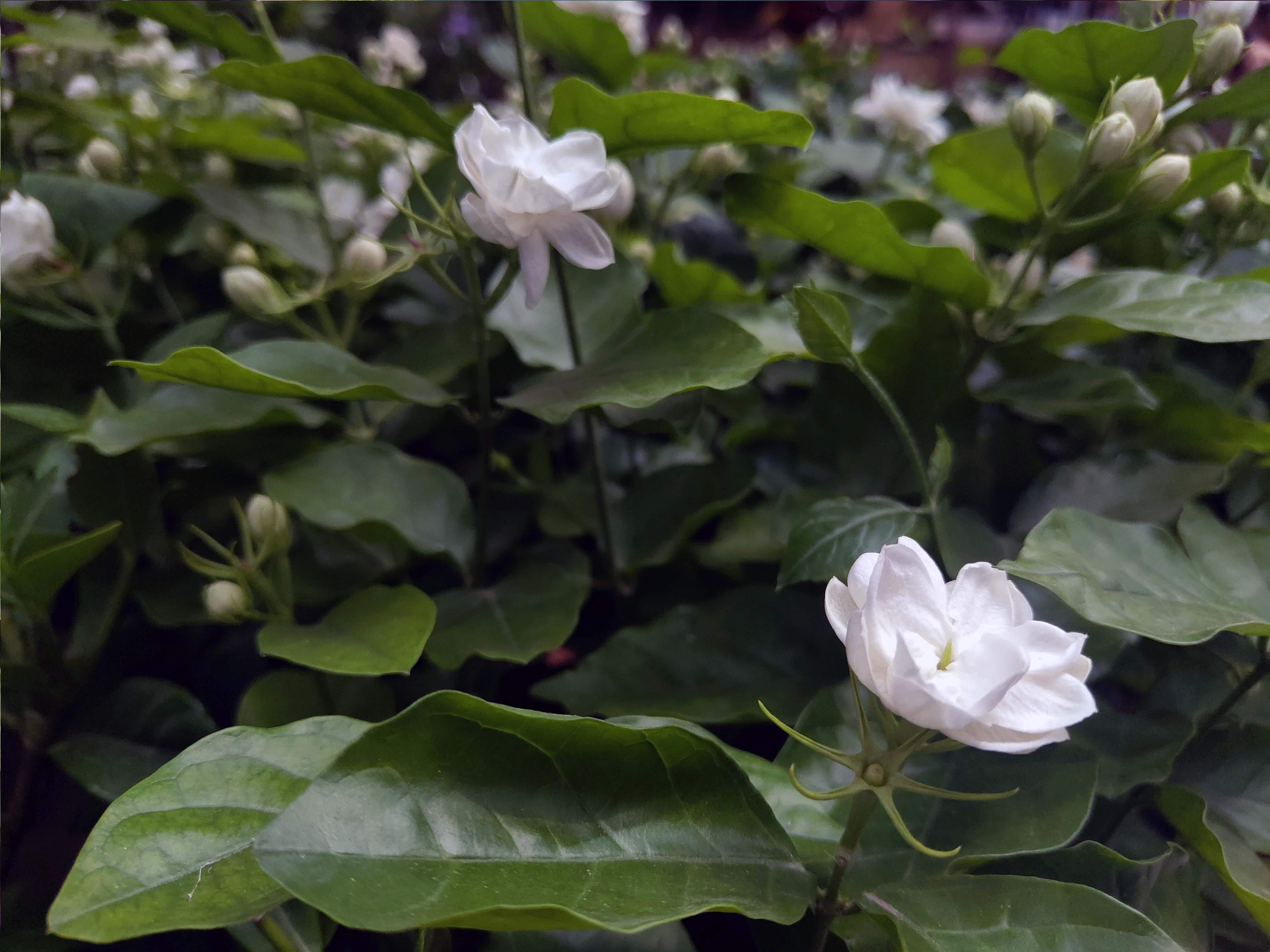 芬芳美丽满枝桠--香花之首茉莉