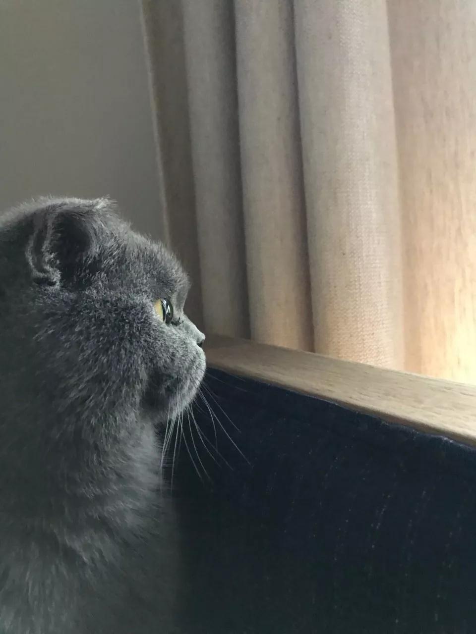 首席猫学琴成长故事:音乐和猫,他的生活温度 首席猫学琴成长故事:音乐和猫,他的生活温度