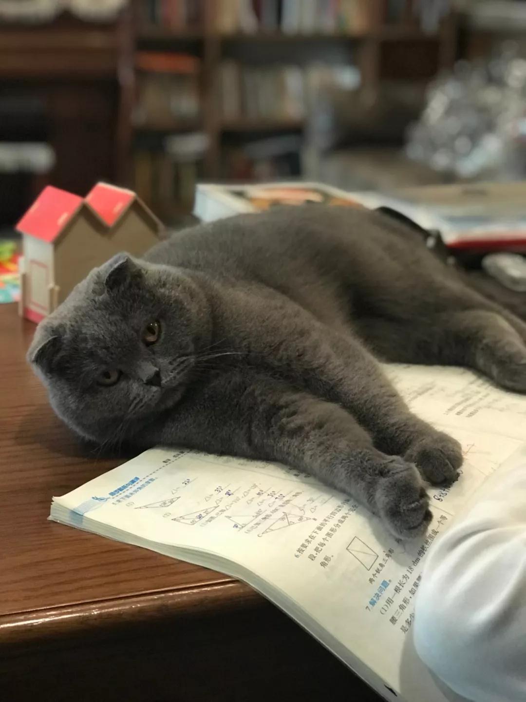 首席猫学琴成长故事:音乐和猫,他的生活温度 首席猫学琴成长故事:音乐和猫,他的生活温度