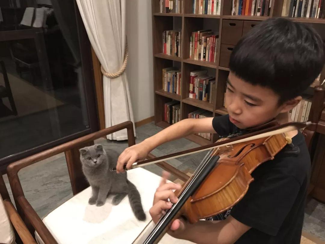 首席猫学琴成长故事:音乐和猫,他的生活温度 首席猫学琴成长故事:音乐和猫,他的生活温度