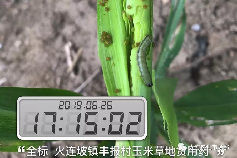 “全标”:1包1桶治1“贪”,第2天虫死完 “全标”:1包1桶治1“贪”,第2天虫死完
