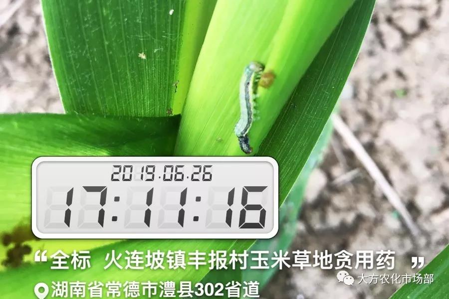 “全标”:1包1桶治1“贪”,第2天虫死完 “全标”:1包1桶治1“贪”,第2天虫死完