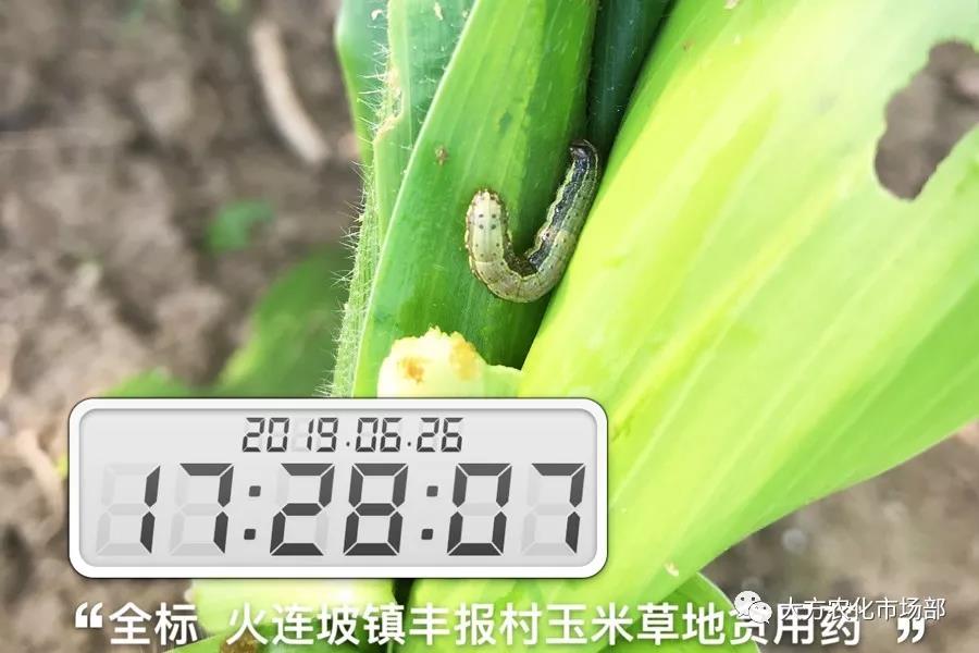 “全标”:1包1桶治1“贪”,第2天虫死完 “全标”:1包1桶治1“贪”,第2天虫死完