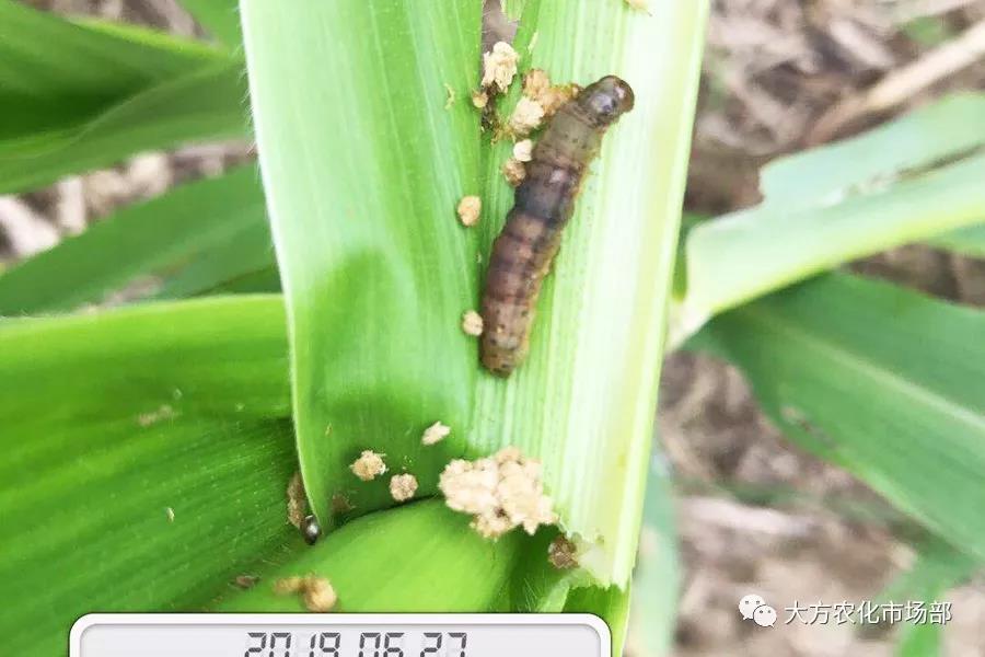 “全标”：1包1桶治1“贪”，第2天虫死完