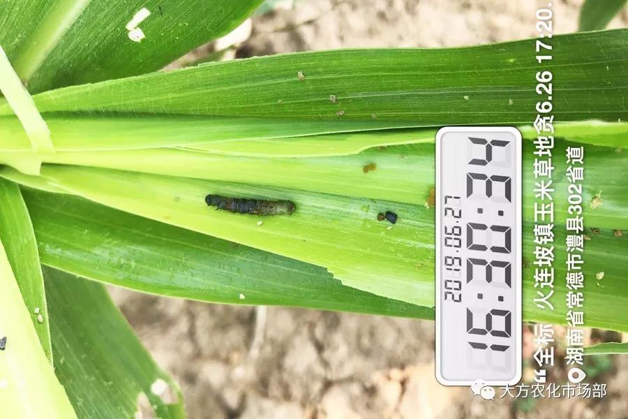 “全标”：1包1桶治1“贪”，第2天虫死完